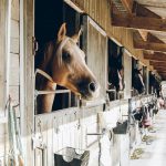 Wood pellets for horse bedding: What are the advantages?