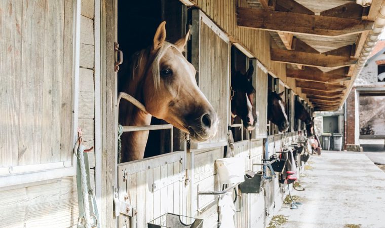 Wood pellets for horse bedding: What are the advantages?