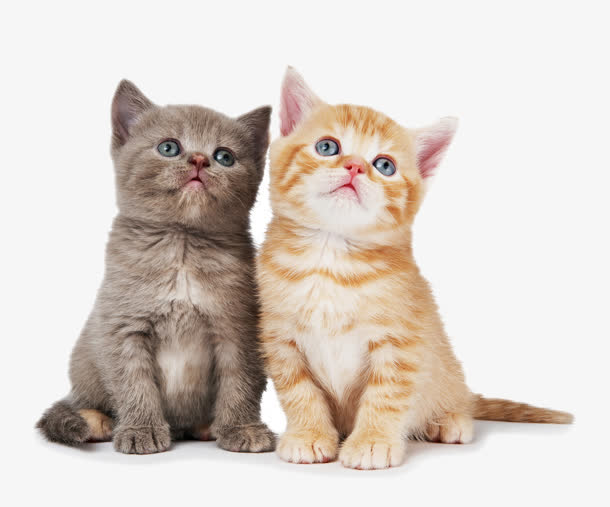 Cat Litter
