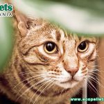 Can You Use Wood Pellets For Cat Litter?