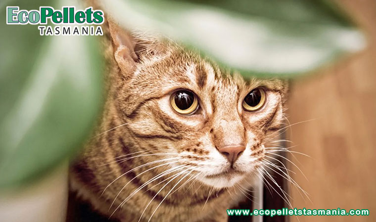 Can You Use Wood Pellets For Cat Litter?